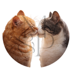 "Chats" - Les P'tits illustrés ronds